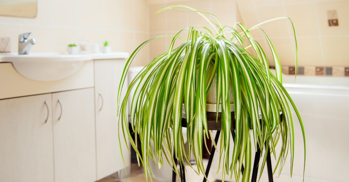 Are spider plants effective air cleaners?