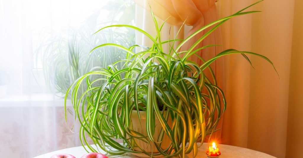 spider plants' ability to produce oxygen