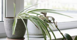 Can Spider Plants Live in the Bathroom? (Discussed)