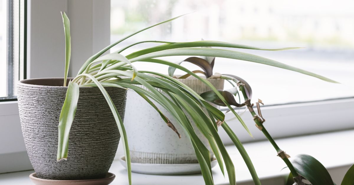 Is it possible to keep spider plants in the bathroom? (Discussed)