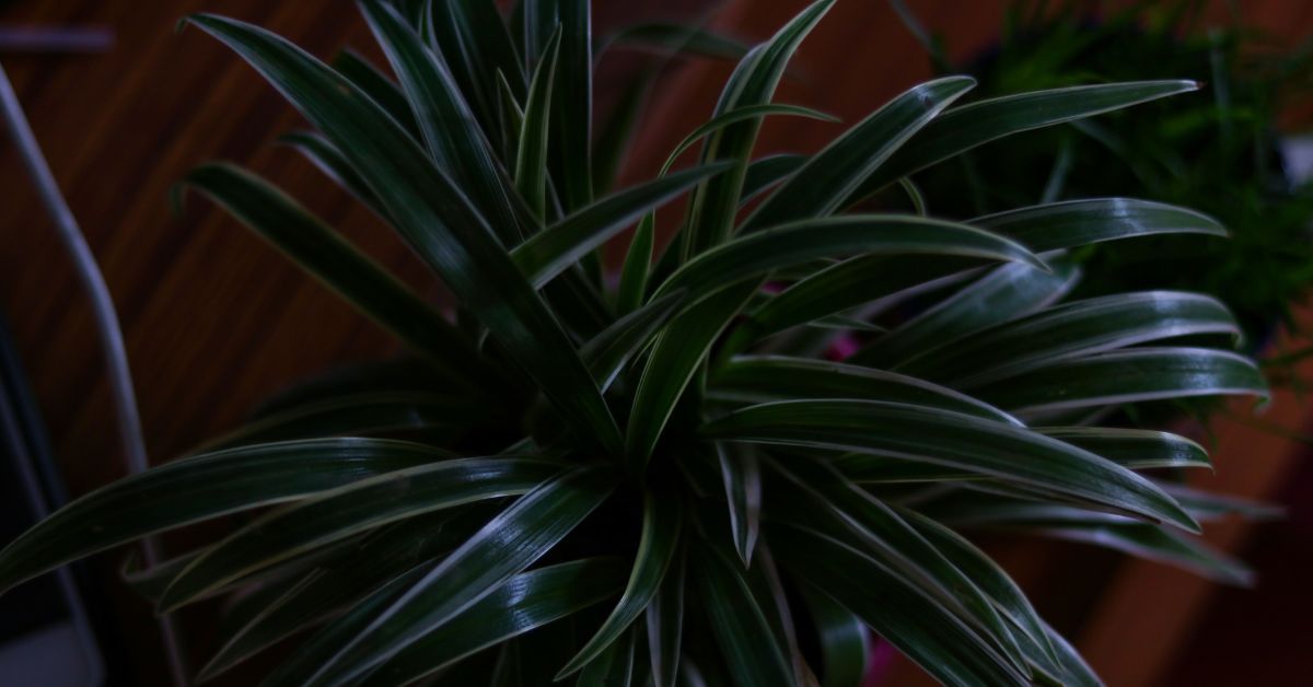 can spider plants survive in low light?