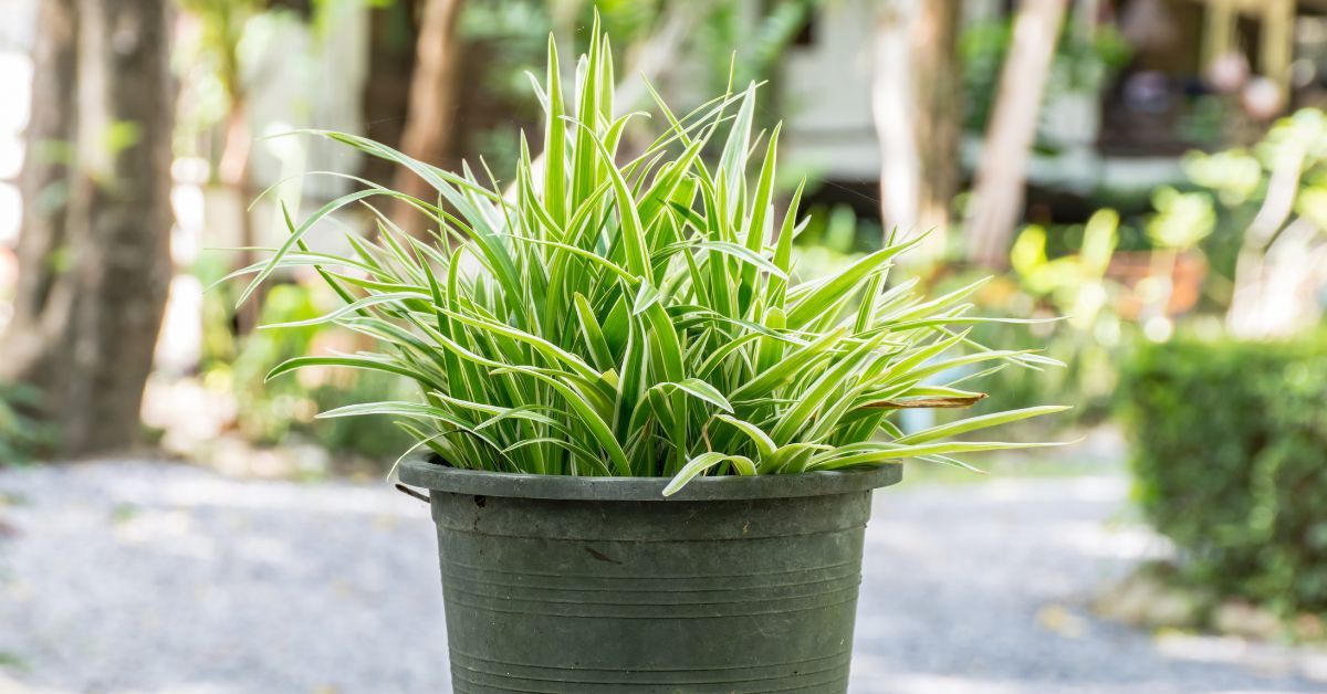 Are deep pots necessary for spider plants?