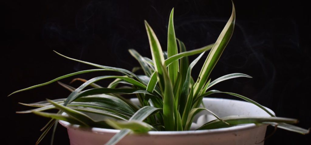 Is it true that spider plants produce oxygen at night?