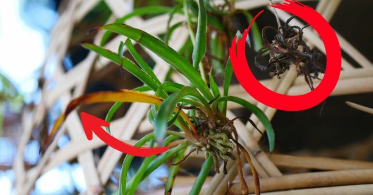 How Do You Save a Dry Spider Plant? (Step-by-Step)