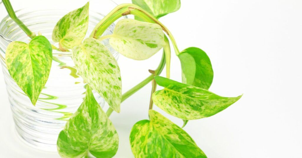 How dangerous is the pothos plant for dogs