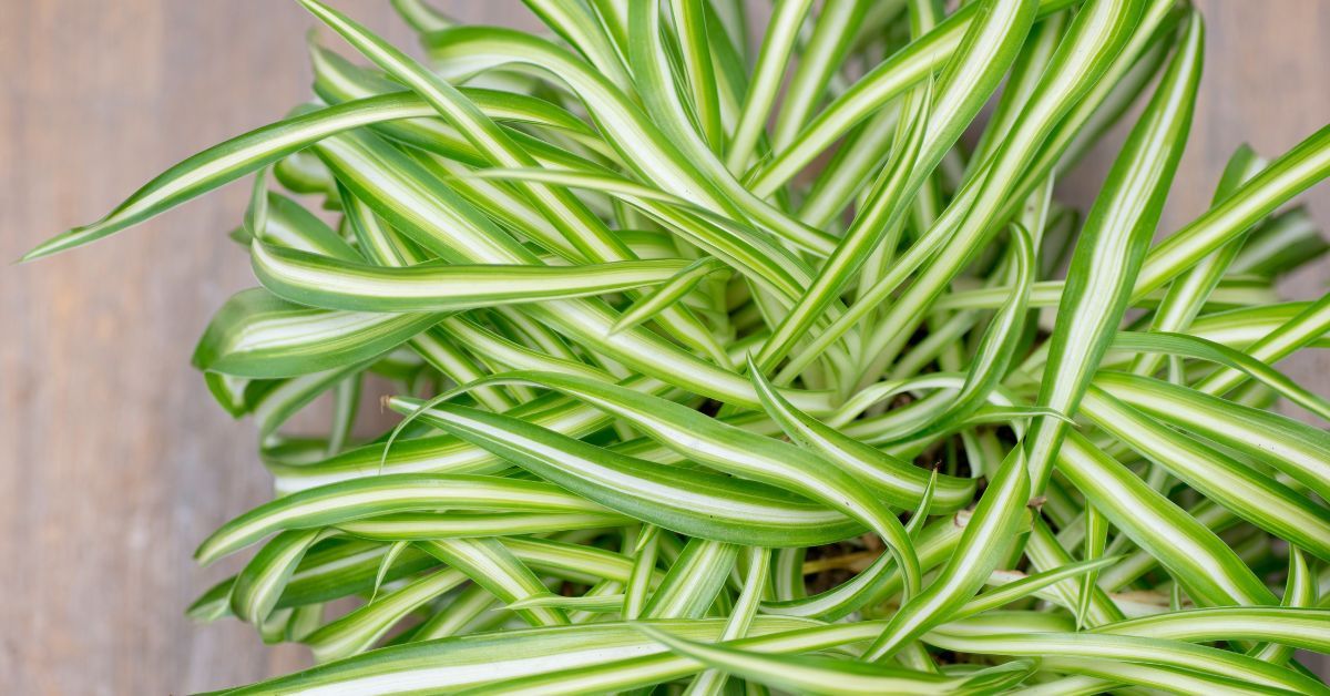 Pro tips on how to make your spider plant bushier and larger