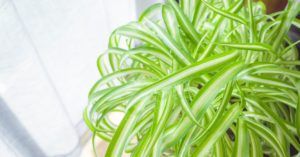 Is Spider Plant Good For Bedroom? (Answered)