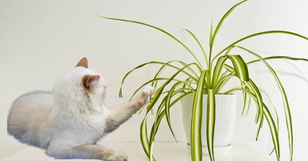 are spider plants toxic to cat