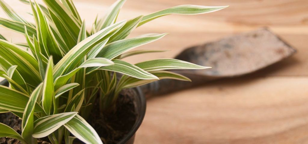 What kind of soil does a spider plant grow best in?